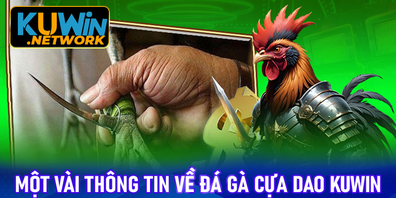 Một vài thông tin về đá gà cựa dao Kuwin