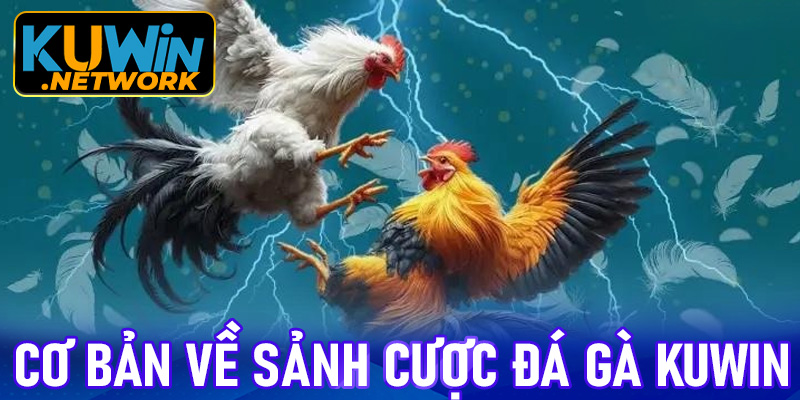Vài thông tin cơ bản về sảnh cược đá gà Kuwin