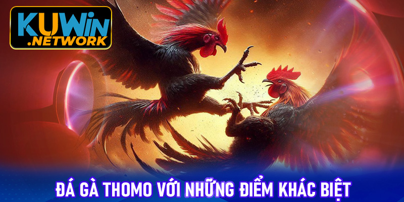 Đá gà Thomo với những điểm khác biệt