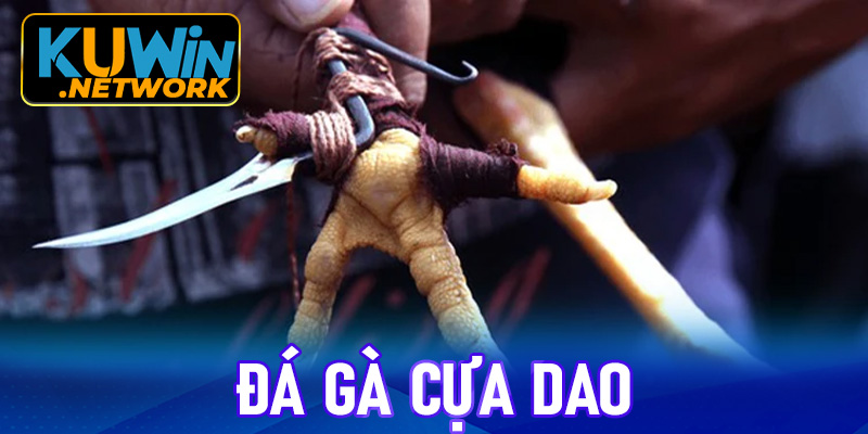 đá gà cựa dao Kuwin