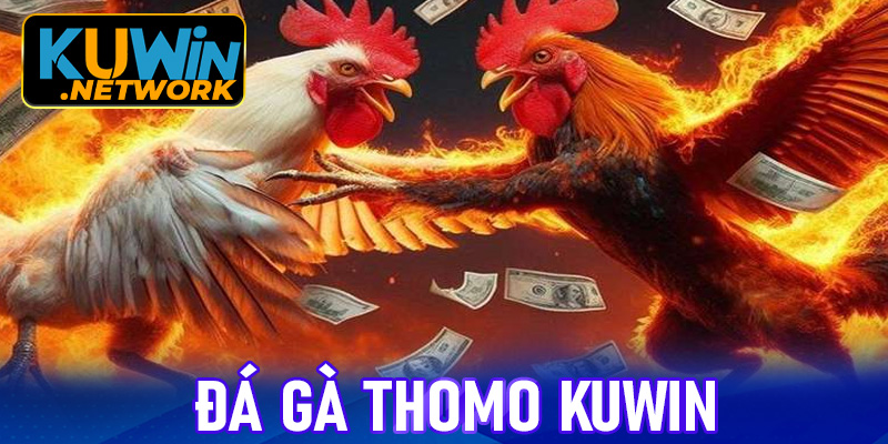 Đá gà Thomo - Đấu trường rực lửa với tỷ lệ cược cao hàng đầu thị trường 